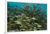 Schooling Grunts in Field of Coral-Stephen Frink-Framed Photographic Print