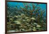 Schooling Grunts in Field of Coral-Stephen Frink-Framed Photographic Print