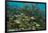 Schooling Grunts in Field of Coral-Stephen Frink-Framed Photographic Print