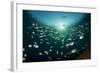 Schooling Indo-Pacific Sergeant Fish with Fusilier Species in Background, Bali-null-Framed Photographic Print