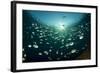 Schooling Indo-Pacific Sergeant Fish with Fusilier Species in Background, Bali-null-Framed Photographic Print