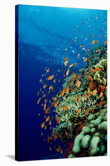 Schooling Lyretail Anthias and near a Coral Reef. (Pseudanthias Squamipinnis) Red Sea-Reinhard Dirscherl-Stretched Canvas