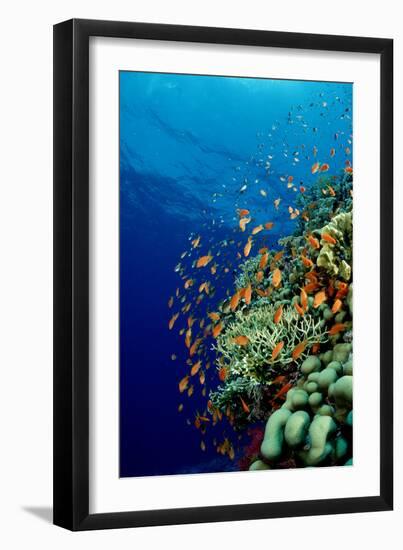 Schooling Lyretail Anthias and near a Coral Reef. (Pseudanthias Squamipinnis) Red Sea-Reinhard Dirscherl-Framed Premium Photographic Print