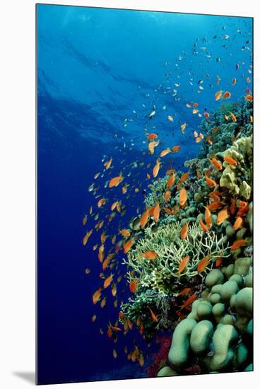Schooling Lyretail Anthias and near a Coral Reef. (Pseudanthias Squamipinnis) Red Sea-Reinhard Dirscherl-Mounted Premium Photographic Print