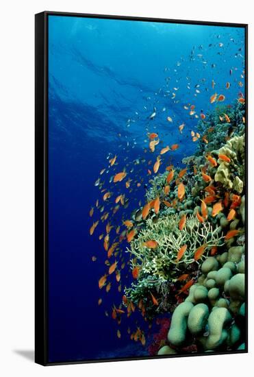 Schooling Lyretail Anthias and near a Coral Reef. (Pseudanthias Squamipinnis) Red Sea-Reinhard Dirscherl-Framed Stretched Canvas