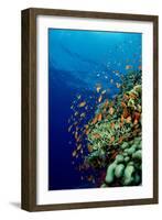 Schooling Lyretail Anthias and near a Coral Reef. (Pseudanthias Squamipinnis) Red Sea-Reinhard Dirscherl-Framed Photographic Print