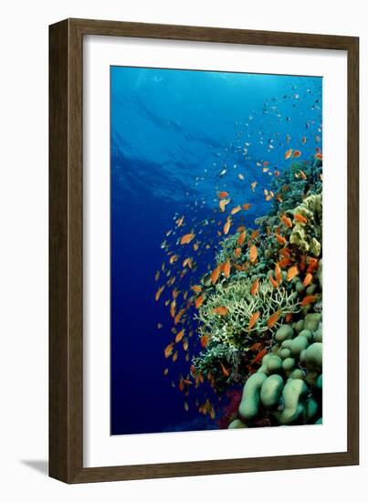 Schooling Lyretail Anthias and near a Coral Reef. (Pseudanthias Squamipinnis) Red Sea-Reinhard Dirscherl-Framed Photographic Print