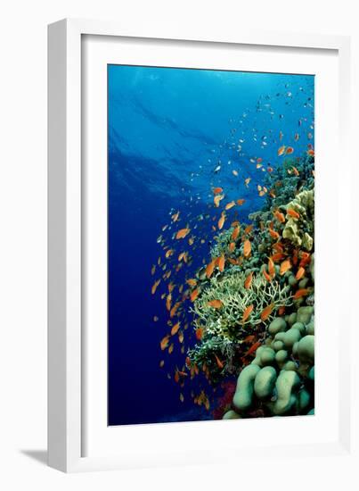 Schooling Lyretail Anthias and near a Coral Reef. (Pseudanthias Squamipinnis) Red Sea-Reinhard Dirscherl-Framed Photographic Print