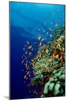 Schooling Lyretail Anthias and near a Coral Reef. (Pseudanthias Squamipinnis) Red Sea-Reinhard Dirscherl-Mounted Photographic Print