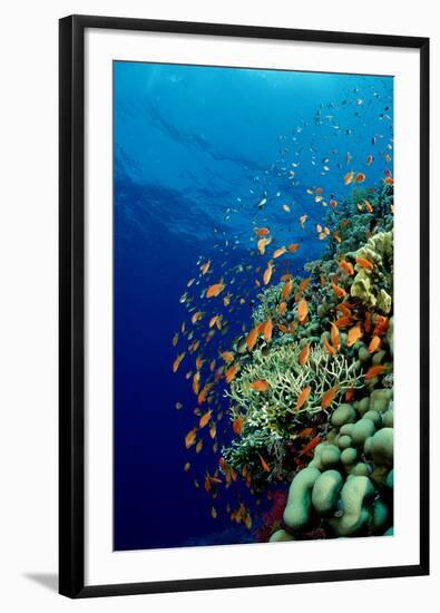 Schooling Lyretail Anthias and near a Coral Reef. (Pseudanthias Squamipinnis) Red Sea-Reinhard Dirscherl-Framed Photographic Print
