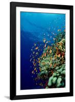 Schooling Lyretail Anthias and near a Coral Reef. (Pseudanthias Squamipinnis) Red Sea-Reinhard Dirscherl-Framed Photographic Print