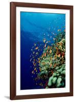 Schooling Lyretail Anthias and near a Coral Reef. (Pseudanthias Squamipinnis) Red Sea-Reinhard Dirscherl-Framed Photographic Print