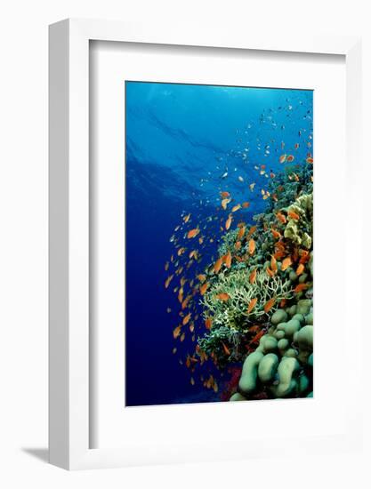 Schooling Lyretail Anthias and near a Coral Reef. (Pseudanthias Squamipinnis) Red Sea-Reinhard Dirscherl-Framed Photographic Print