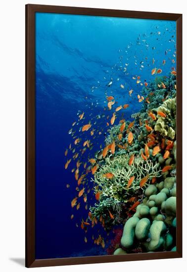 Schooling Lyretail Anthias and near a Coral Reef. (Pseudanthias Squamipinnis) Red Sea-Reinhard Dirscherl-Framed Photographic Print