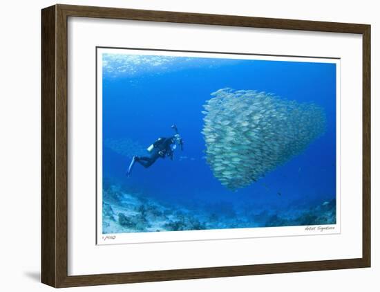 Schooling Ox-eye Scads and Photographer-Jones-Shimlock-Framed Giclee Print