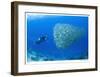 Schooling Ox-eye Scads and Photographer-Jones-Shimlock-Framed Giclee Print