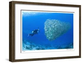 Schooling Ox-eye Scads and Photographer-Jones-Shimlock-Framed Giclee Print