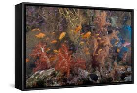 Schooling Scalefin Anthias Fish and Soft Corals of Beqa Lagoon, Fiji-Stocktrek Images-Framed Stretched Canvas