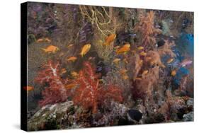 Schooling Scalefin Anthias Fish and Soft Corals of Beqa Lagoon, Fiji-Stocktrek Images-Stretched Canvas