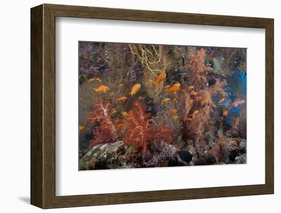 Schooling Scalefin Anthias Fish and Soft Corals of Beqa Lagoon, Fiji-Stocktrek Images-Framed Photographic Print