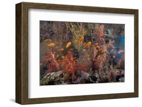 Schooling Scalefin Anthias Fish and Soft Corals of Beqa Lagoon, Fiji-Stocktrek Images-Framed Photographic Print