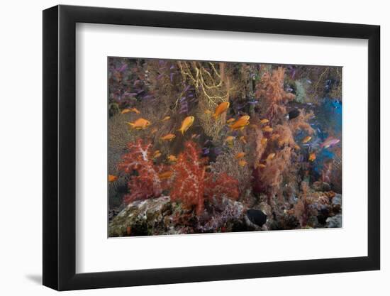 Schooling Scalefin Anthias Fish and Soft Corals of Beqa Lagoon, Fiji-Stocktrek Images-Framed Photographic Print