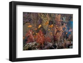 Schooling Scalefin Anthias Fish and Soft Corals of Beqa Lagoon, Fiji-Stocktrek Images-Framed Photographic Print