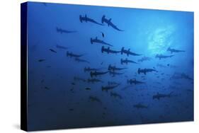 Schooling Scalloped Hammerhead Sharks (Sphyrna Lewini) Cocos Island National Park, Costa Rica-Franco Banfi-Stretched Canvas