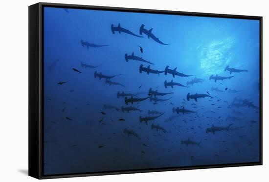 Schooling Scalloped Hammerhead Sharks (Sphyrna Lewini) Cocos Island National Park, Costa Rica-Franco Banfi-Framed Stretched Canvas