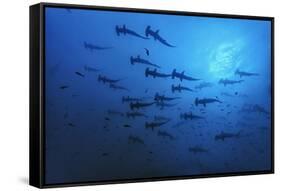 Schooling Scalloped Hammerhead Sharks (Sphyrna Lewini) Cocos Island National Park, Costa Rica-Franco Banfi-Framed Stretched Canvas