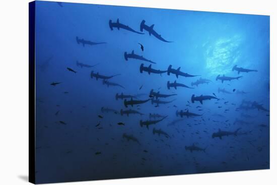 Schooling Scalloped Hammerhead Sharks (Sphyrna Lewini) Cocos Island National Park, Costa Rica-Franco Banfi-Stretched Canvas