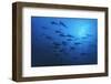 Schooling Scalloped Hammerhead Sharks (Sphyrna Lewini) Cocos Island National Park, Costa Rica-Franco Banfi-Framed Photographic Print