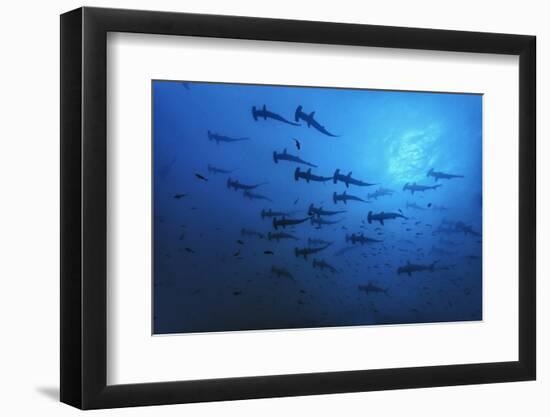 Schooling Scalloped Hammerhead Sharks (Sphyrna Lewini) Cocos Island National Park, Costa Rica-Franco Banfi-Framed Photographic Print