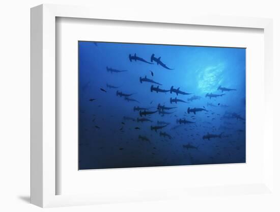 Schooling Scalloped Hammerhead Sharks (Sphyrna Lewini) Cocos Island National Park, Costa Rica-Franco Banfi-Framed Photographic Print