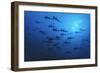 Schooling Scalloped Hammerhead Sharks (Sphyrna Lewini) Cocos Island National Park, Costa Rica-Franco Banfi-Framed Photographic Print