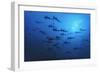 Schooling Scalloped Hammerhead Sharks (Sphyrna Lewini) Cocos Island National Park, Costa Rica-Franco Banfi-Framed Photographic Print