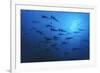 Schooling Scalloped Hammerhead Sharks (Sphyrna Lewini) Cocos Island National Park, Costa Rica-Franco Banfi-Framed Photographic Print