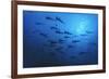 Schooling Scalloped Hammerhead Sharks (Sphyrna Lewini) Cocos Island National Park, Costa Rica-Franco Banfi-Framed Photographic Print