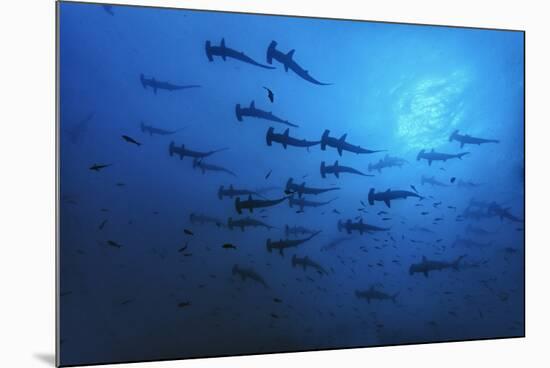 Schooling Scalloped Hammerhead Sharks (Sphyrna Lewini) Cocos Island National Park, Costa Rica-Franco Banfi-Mounted Photographic Print