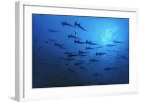 Schooling Scalloped Hammerhead Sharks (Sphyrna Lewini) Cocos Island National Park, Costa Rica-Franco Banfi-Framed Photographic Print