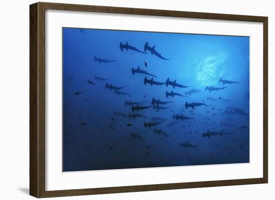 Schooling Scalloped Hammerhead Sharks (Sphyrna Lewini) Cocos Island National Park, Costa Rica-Franco Banfi-Framed Photographic Print