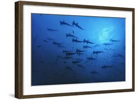 Schooling Scalloped Hammerhead Sharks (Sphyrna Lewini) Cocos Island National Park, Costa Rica-Franco Banfi-Framed Photographic Print