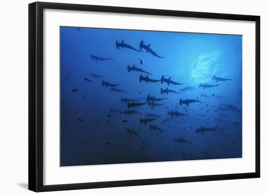 Schooling Scalloped Hammerhead Sharks (Sphyrna Lewini) Cocos Island National Park, Costa Rica-Franco Banfi-Framed Photographic Print