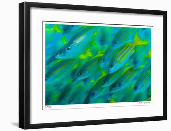 Schooling Snappers-Jones-Shimlock-Framed Giclee Print