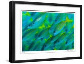 Schooling Snappers-Jones-Shimlock-Framed Giclee Print