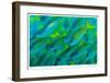 Schooling Snappers-Jones-Shimlock-Framed Giclee Print