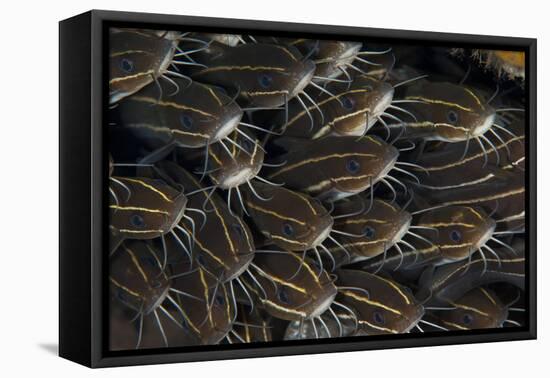 Schooling Striped Catfish (Plotosus Lineatus), Tulamben, Bali, Indonesia-null-Framed Stretched Canvas