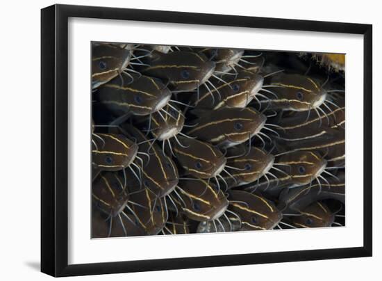 Schooling Striped Catfish (Plotosus Lineatus), Tulamben, Bali, Indonesia-null-Framed Photographic Print