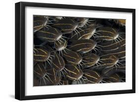 Schooling Striped Catfish (Plotosus Lineatus), Tulamben, Bali, Indonesia-null-Framed Photographic Print