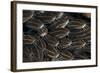 Schooling Striped Catfish (Plotosus Lineatus), Tulamben, Bali, Indonesia-null-Framed Photographic Print